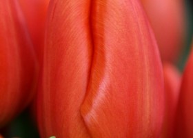Tulipa Orange Juice ® (4)